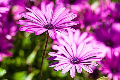 《真女神转生V》日更恶魔：日本国神“少彦名” 